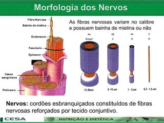 As fibras nervosas variam no calibre
e possuem bainha de mielina ou não
Nervos: cordões esbranquiçados constituídos de fibras
nervosas reforçados por tecido conjuntivo.
 