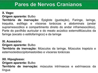 X. Vago:
Origem aparente: Bulbo
Território de inervação: Epiglote (gustação), Faringe, laringe,
traquéia, esôfago e vísceras torácicas e abdominais (andar
supramesocólico e compartimento direito do andar inframesocólico),
Parte do pavilhão auricular e do meato acústico externoMúsculos da
faringe (exceto o estilofaríngico) e da laringe
XI. Acessório:
Origem aparente: Bulbo
Território de inervação: Músculos da laringe, Músculos trapézio e
esternocleidoccipitomastoídeo e vísceras torácicas
XII. Hipoglosso:
Origem aparente: Bulbo
Território de inervação: músculos intrínsecos e extrínsecos da
língua
 