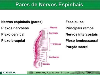 Nervos espinhais (pares)
Plexos nervosos
Plexo cervical
Plexo braquial
Fascículos
Principais ramos
Nervos intercostais
Plexo lombossacral
Porção sacral
 
