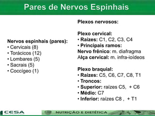Nervos espinhais (pares):
• Cervicais (8)
• Torácicos (12)
• Lombares (5)
• Sacrais (5)
• Coccígeo (1)
Plexos nervosos:
Plexo cervical:
• Raízes: C1, C2, C3, C4
• Principais ramos:
Nervo frênico: m. diafragma
Alça cervical: m. infra-ioídeos
Plexo braquial:
• Raízes: C5, C6, C7, C8, T1
• Troncos:
• Superior: raízes C5, + C6
• Médio: C7
• Inferior: raízes C8 , + T1
 