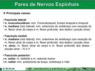  Principais ramos:
• Fascículo lateral:
n. musculocutâneo: mm. Coracobraquial, bíceps braquial e braquial
n. mediano (raiz lateral): mm. anteriores do antebraço com exceção do
m. flexor ulnar do carpo e m. flexor profundo dos dedos ( porção ulnar)
• Fascículo medial:
n. mediano (raiz lateral): mm. anteriores do antebraço com exceção do
m. flexor ulnar do carpo e m. flexor profundo dos dedos ( porção ulnar
n. ulnar: m. flexor ulnar do carpo e m. flexor profundo dos dedos -
porção ulnar – IV e V
• Fascículo posterior:
n. axilar: m. deltóide e m. redondo menor
n. radial: mm. posteriores do braço, antebraço e mão
 