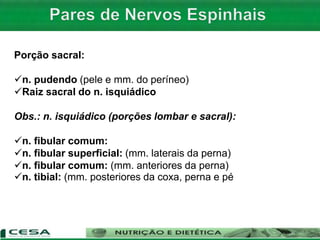 Porção sacral:
n. pudendo (pele e mm. do períneo)
Raiz sacral do n. isquiádico
Obs.: n. isquiádico (porções lombar e sacral):
n. fibular comum:
n. fibular superficial: (mm. laterais da perna)
n. fibular comum: (mm. anteriores da perna)
n. tibial: (mm. posteriores da coxa, perna e pé
 