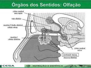 Aula 06   Sistema nervoso e sensorial - anatomia