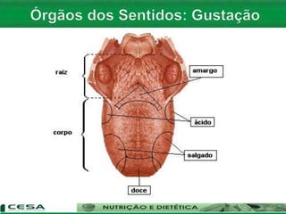 Aula 06   Sistema nervoso e sensorial - anatomia