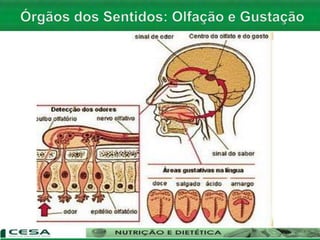 Aula 06   Sistema nervoso e sensorial - anatomia