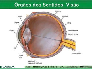 Aula 06   Sistema nervoso e sensorial - anatomia