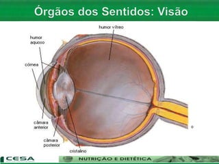 Aula 06   Sistema nervoso e sensorial - anatomia