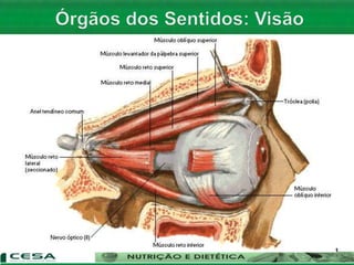 Aula 06   Sistema nervoso e sensorial - anatomia