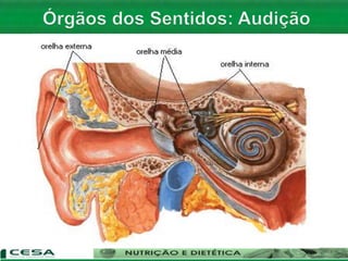 Aula 06   Sistema nervoso e sensorial - anatomia