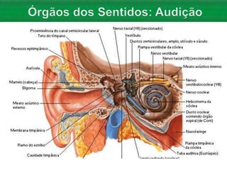 Aula 06   Sistema nervoso e sensorial - anatomia
