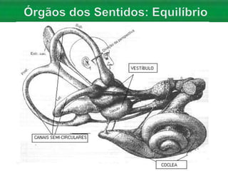 Aula 06   Sistema nervoso e sensorial - anatomia
