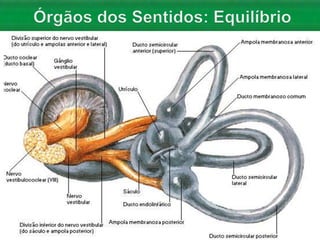 Aula 06   Sistema nervoso e sensorial - anatomia