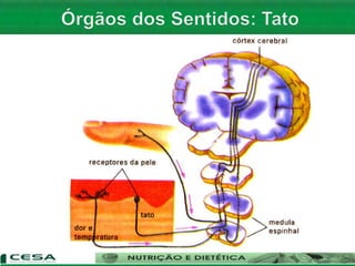 Aula 06   Sistema nervoso e sensorial - anatomia
