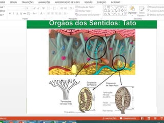 Aula 06   Sistema nervoso e sensorial - anatomia