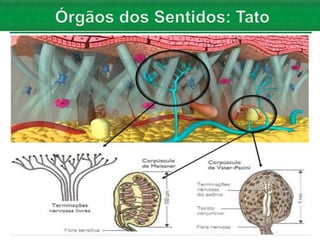 Aula 06   Sistema nervoso e sensorial - anatomia