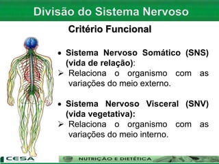 Critério Funcional
 Sistema Nervoso Somático (SNS)
(vida de relação):
 Relaciona o organismo com as
variações do meio externo.
 Sistema Nervoso Visceral (SNV)
(vida vegetativa):
 Relaciona o organismo com as
variações do meio interno.
 