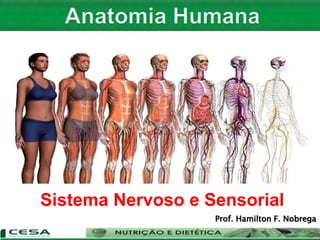 Sistema Nervoso e Sensorial
Prof. Hamilton F. Nobrega
 