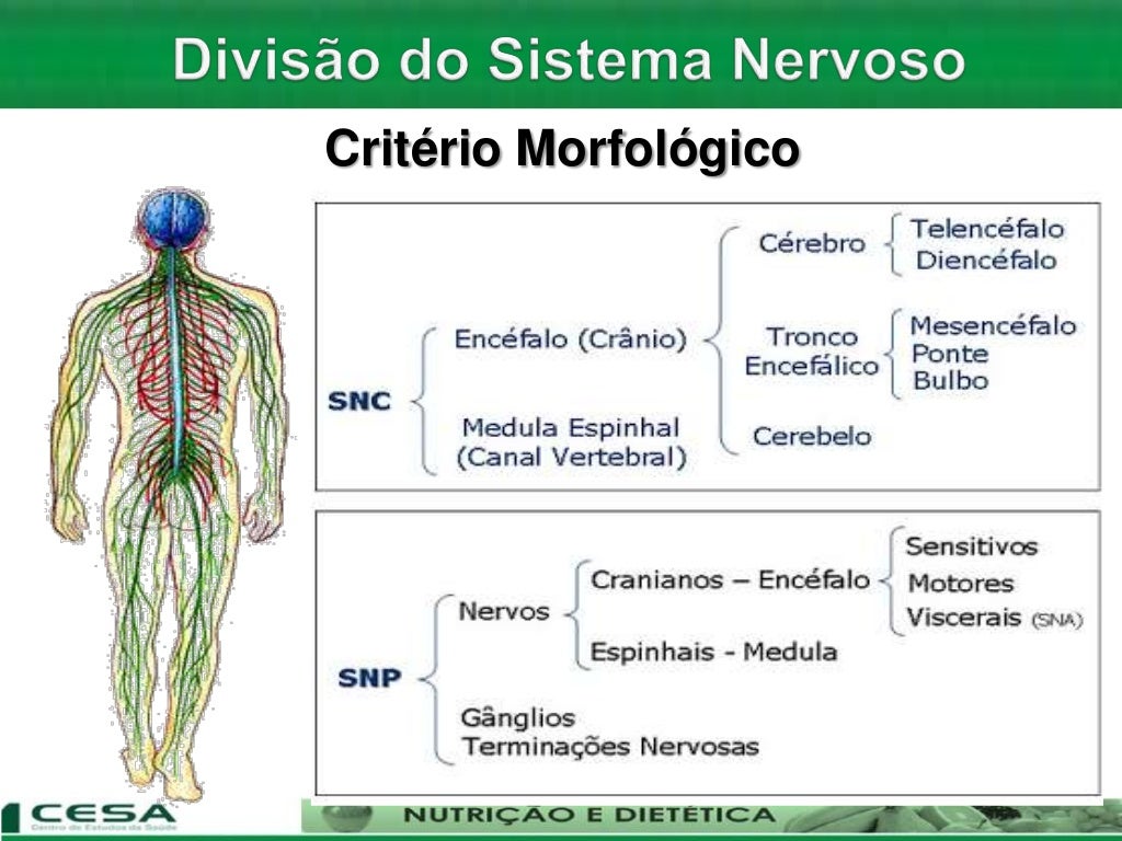 Sistema Nervoso E Sensorial - FDPLEARN