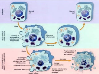 PATOLOGIA GERAL - 2009 