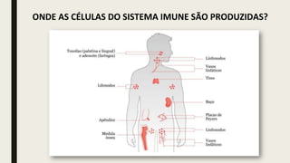 ONDE AS CÉLULAS DO SISTEMA IMUNE SÃO PRODUZIDAS?
 