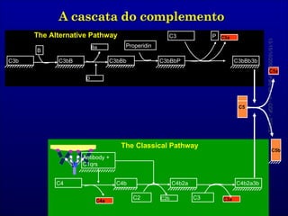 C5 C5a 13-15/10/2009 Pato Geral - CGF - 2009/2 Ba Properidin D C3 P C3a B The Alternative Pathway C3b C3bB C3bBb C3bBbP C3bBb3b C5b C4 C4a C2 C2b C3 C3a The Classical Pathway Antibody +  C1qrs C4b C4b2a C4b2a3b 