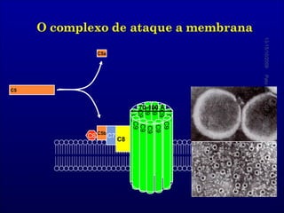 C6 C7 C8 C9 C9 C9 C9 C9 C9 C9 C9 C9 C9 C9 C5 13-15/10/2009 Pato Geral - CGF - 2009/2 C5b C5a 70-100  Å 