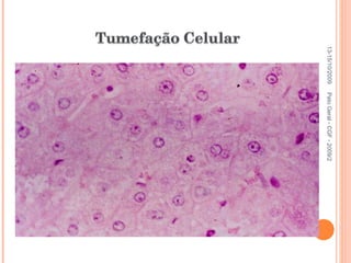 Pato Geral - CGF - 2009/2 13-15/10/2009 