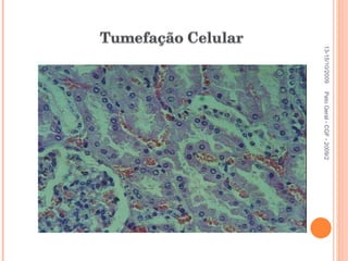 Pato Geral - CGF - 2009/2 13-15/10/2009 