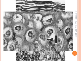 13-15/10/2009 Pato Geral - CGF - 2009/2 