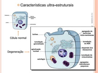 Características ultra-estruturais Pato Geral - CGF - 2009/2 Célula normal 13-15/10/2009 Degeneração 