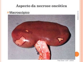 Macroscópico Pato Geral - CGF - 2009/2 13-15/10/2009 