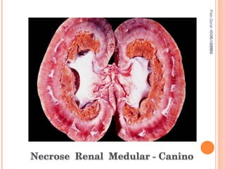 Pato Geral - CGF - 2009/2 13-15/10/2009 