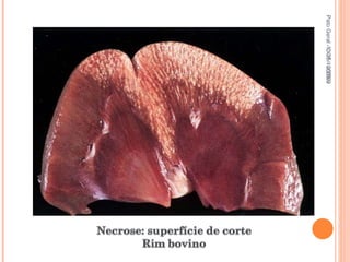 Pato Geral - CGF - 2009/2 13-15/10/2009 