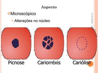 Microscópico Alterações no núcleo Pato Geral - CGF - 2009/2 13-15/10/2009 Picnose Cariorréxis Cariólise 
