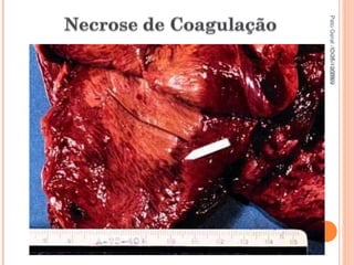 Pato Geral - CGF - 2009/2 13-15/10/2009 