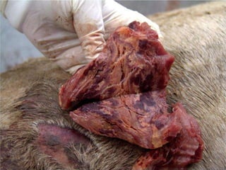 13-15/10/2009 Pato Geral - CGF - 2009/2 