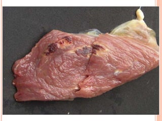 13-15/10/2009 Pato Geral - CGF - 2009/2 