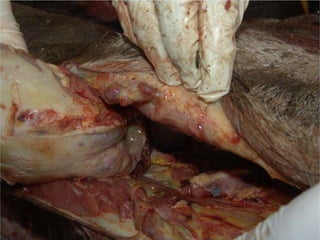 13-15/10/2009 Pato Geral - CGF - 2009/2 