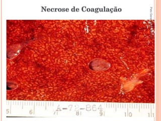 Pato Geral - CGF - 2009/2 13-15/10/2009 