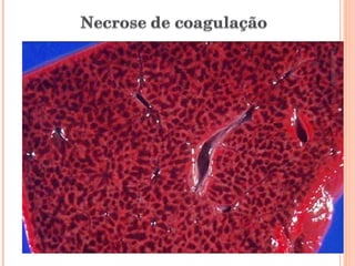 Pato Geral - CGF - 2009/2 13-15/10/2009 