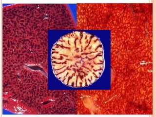 Pato Geral - CGF - 2009/2 13-15/10/2009 