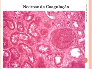 Pato Geral - CGF - 2009/2 13-15/10/2009 