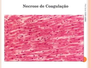 Pato Geral - CGF - 2009/2 13-15/10/2009 