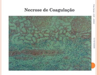 Pato Geral - CGF - 2009/2 13-15/10/2009 