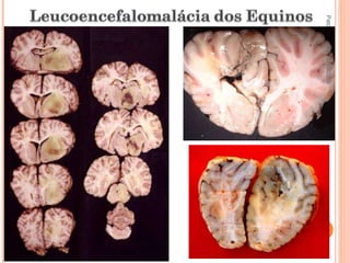 Pato Geral - CGF - 2009/2 13-15/10/2009 