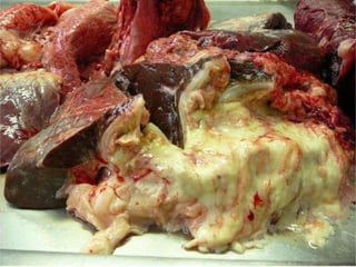 Pato Geral - CGF - 2009/2 13-15/10/2009 