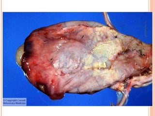 Pato Geral - CGF - 2009/2 13-15/10/2009 