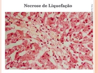 Pato Geral - CGF - 2009/2 13-15/10/2009 