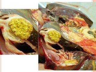 Pato Geral - CGF - 2009/2 13-15/10/2009 