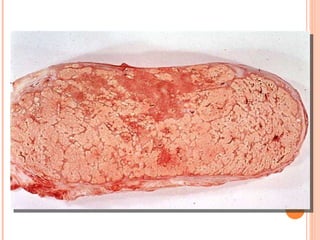 13-15/10/2009 Pato Geral - CGF - 2009/2 